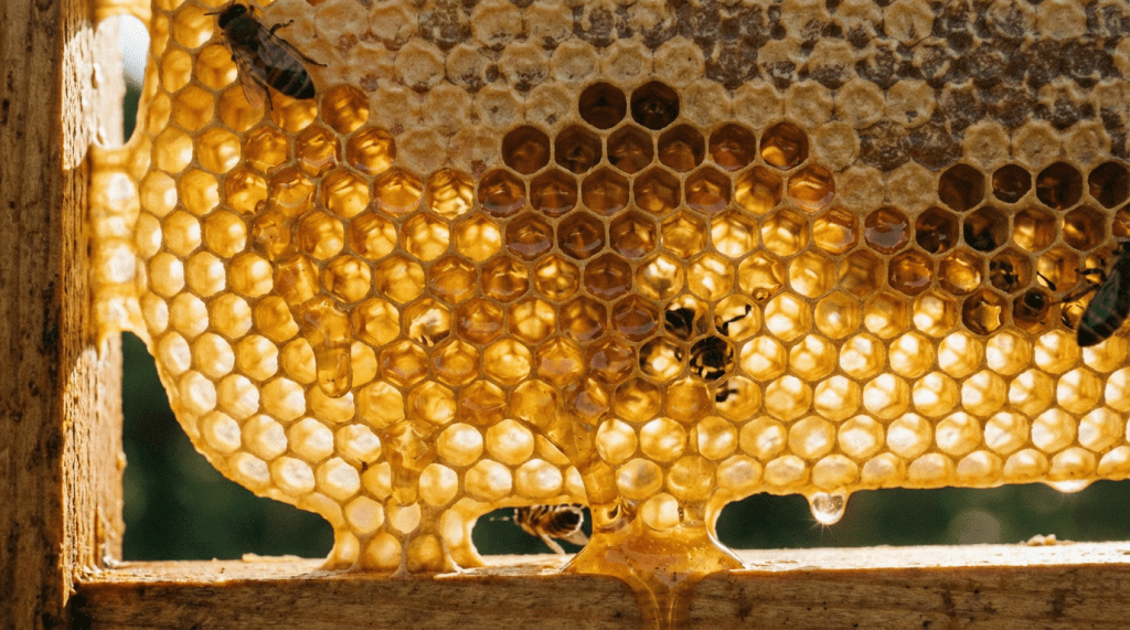 Worker bees crawling on a translucent honeycomb dripping with fresh golden honey.